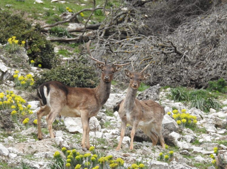 Capodanno 2020 in natura a Piano Battaglia per le famiglie