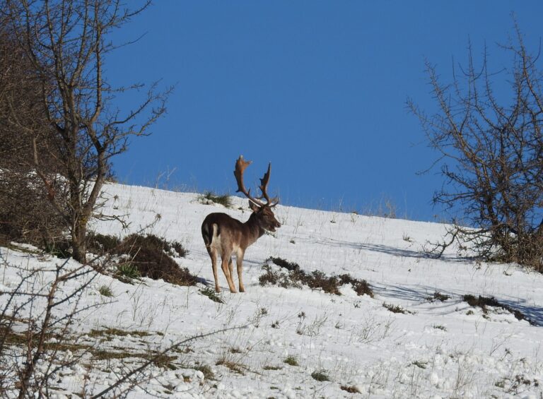 IL SENTIERO DEI DAINI NEL PARCO DELLE MADONIE