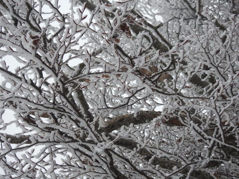 PRIMA NEVICATA SULLE ALTE MADONIE