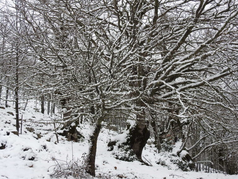 07.02.17 NEVE SULLE MADONIE SOPRA  1300 M. E CONTINUA A NEVICARE