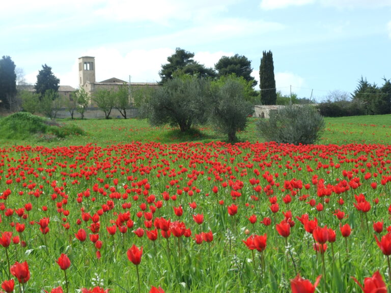 25- 28 Aprile – Cammino dei Santuari Madoniti 2019 – Spirito Santo, Madonna dell’Olio, Madonna dell’Alto, Madonna di Gibilmanna