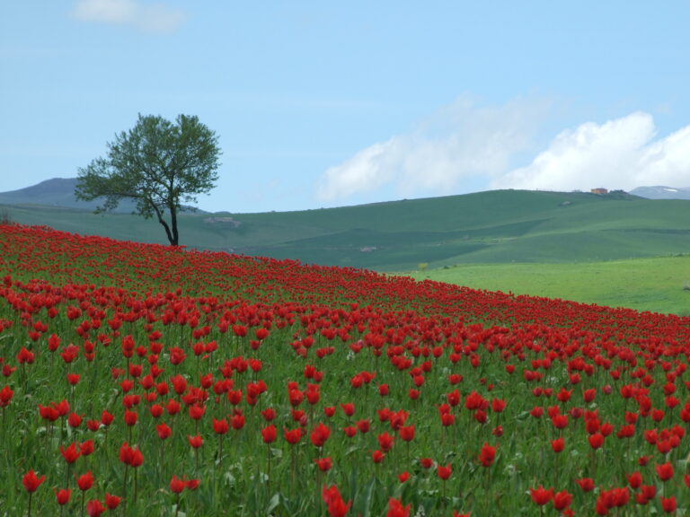 La magia dei tulipani di Blufi sulle Madonie – foto
