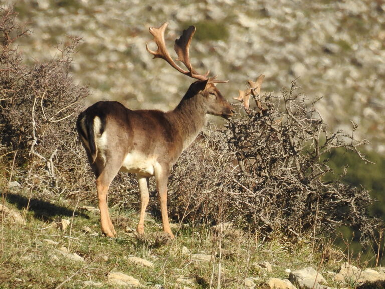 27 e 28 gennaio: escursioni agli Agrifogli Giganti e a Monte Ferro