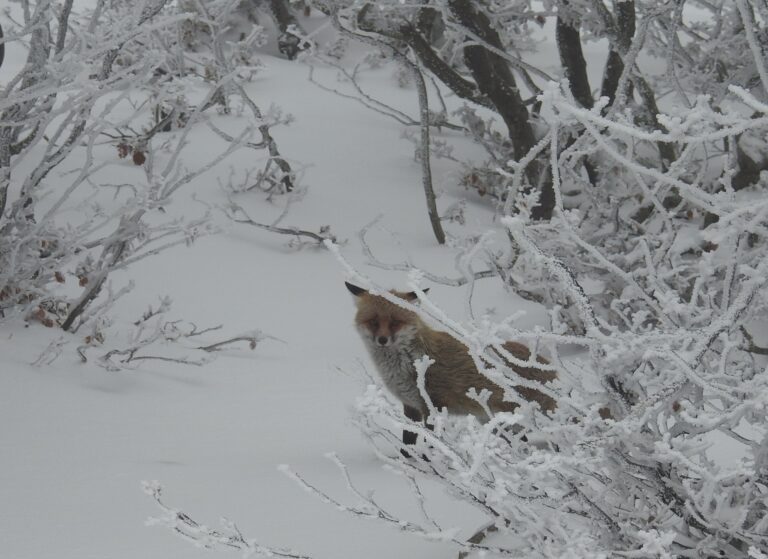 Escursioni sulla neve nel week-end dell’Immacolata sulle Madonie