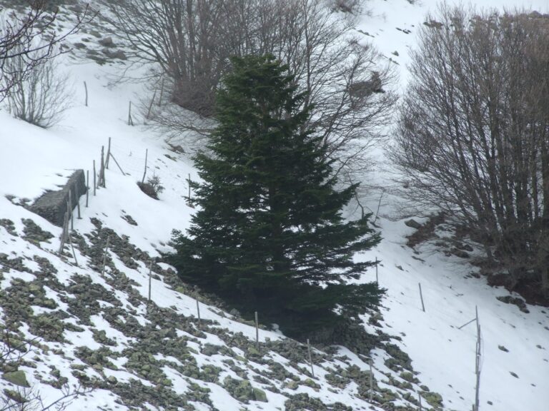 15.02.20 escursione agli Abies Nebrodensis e Monte San  Salvatore 1912 m.
