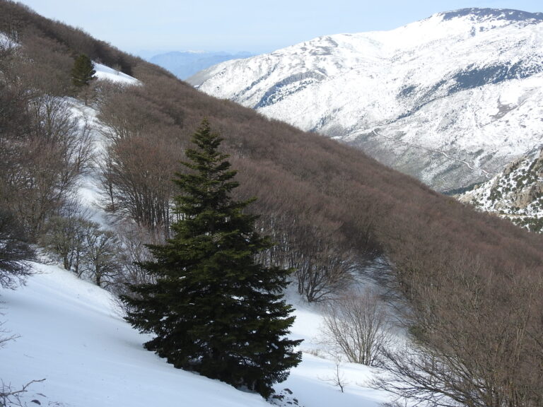 Foto ciaspolata Abies Nebrodensis (Abete delle Madonie)
