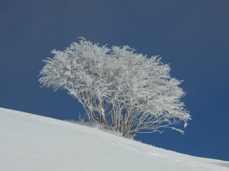 Foto della magia della neve appena caduta sui faggi in direzione Pizzo Carbonara