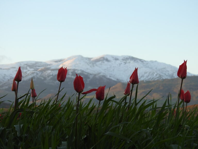31.03.19 – Escursione fotografica sulle Madonie. Tulipani a Blufi, Cascata a Petralia Sottana e daini  a Pizzo Canna
