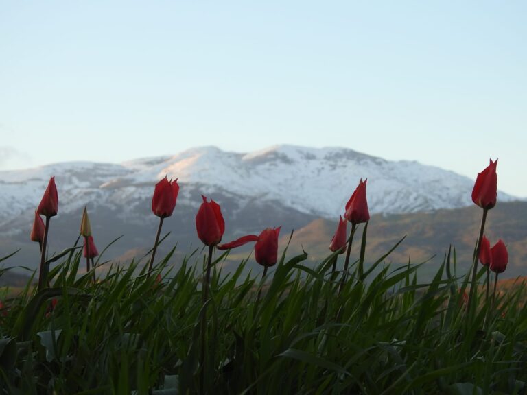 27.03.22 – Ciaspolata di primavera e visita al campo dei tulipani a Blufi